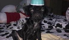 巴哥爆料最新人物,揭秘娱乐圈新晋人气明星的崛起之路